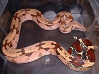 2004sipperlyMotherofmylitterat1yearold.jpg