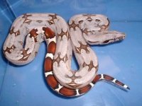 2005futoDadoflitterat2monthsold.jpg