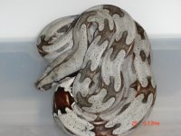 2010surinames001.jpg
