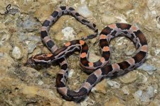 Elaphe_guttata_guttata_Mahogany_female_OM3_9-21-21_A1_logo_web.JPG