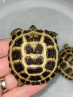 russian hatchling tortoise.jpg