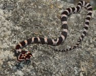 Elaphe_guttata_guttata_HetMahogany_female_OHM2_9-21-21_A1_logo_web.JPG