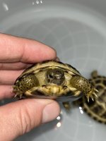 russian tortoise baby.jpg