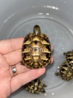 eastern hermanns tortoise baby.jpg