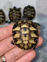 hermanns tortoise.jpg