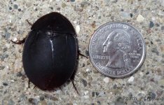 Roach - Mimic Beetle 12 - $40.jpg