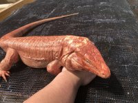 Clifford pure red albino 6.jpg