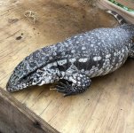 pure red anery tegu greta 2.jpg