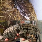 Tegus.jpg