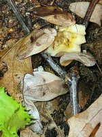 Roach - Porcelain 12 - $20.jpg