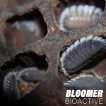 Porcellio Werneri  11.1.jpg