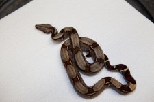 IMG_8753.jpg