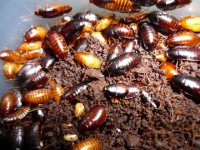 Roach - Little Kenya 20 - $15.jpg