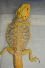 CITRUS TIGER MALE SMALL NIP..jpg