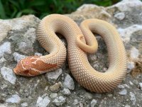 albino_super__03670.1602103526.jpg