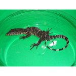 Water-Monitor-baby_000_lg-720x720.jpg