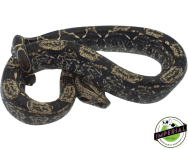 img-boas-for-sale_960x (1).png