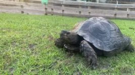 Black moutain Tortoise 16 inches mq1.jpg
