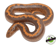 striped-kenyan-sand-boa-for-sale_960x.png