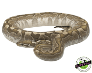 adult-bamboo-ball-python-for-sale_960x.png