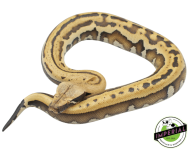 goldeneye-blood-pythons-for-sale_960x (1).png