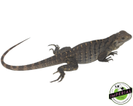cuban-rock-iguanas-for-sale_960x.png