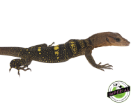 spiny-neck-monitor-for-sale_960x (1).png