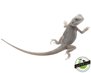 paradox-transulcent-hypo-zero-bearded-dragon-for-sale_960x (1).png