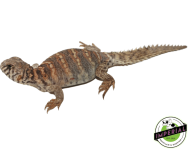 captive-bred-ornate-uromastyx_960x (1).png