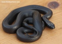 Mexican Black Kingsnake_7614.jpg