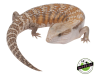 northern-blue-tongue-skink-for-sale-02_960x.png
