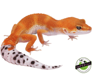 TANGERINE-LEOPARD-GECKO_960x.png