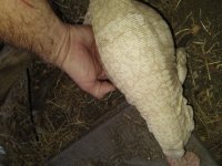 IMG_20211001_180357520.jpg