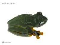 black_webbed_flying_frog-4.jpg