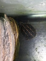 turtle.jpg