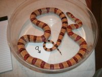 leonis male # 1 older breeder Pic 2.JPG