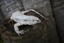 DSC_4588.jpg
