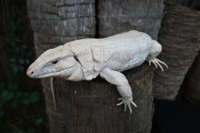 Patternless blue ice hybrid albino 2.jpg