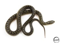 2 (1 of 1).jpg