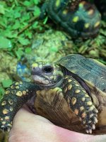 redfoot tortoise.jpg