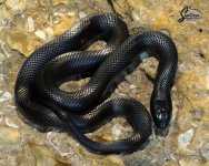Lampropeltis_getula_nigrita_male_F1-152_9-21-21_A1_logo_web.JPG