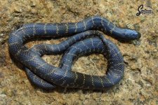Lampropeltis_getula_nigrita_female_UM6-NMV2_9-21-21_A1_logo_web.JPG
