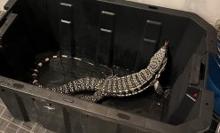 young-adult-blue-tegu-1.jpg