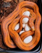 Elaphe_obsoleta_rossalleni_DoubleHetHypoWhiteside_female_4-25-21_A1_logo_web.JPG