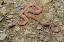 Elaphe_obsoleta_rossalleni_Whiteside_PosHetHypo_male_Z3_8-9-21_A1_logo_web.JPG