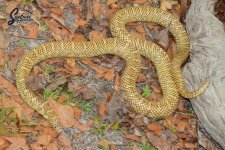 Lampropeltis_getula_brooksi_RedLine_male_Miami-DadeFL_A1_logo_web.JPG