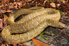 Lampropeltis_getula_brooksi_male_Miami-DadeFL_12-11-14_A1_logo_web.jpg