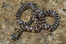 Lampropeltis_getula_brooksi_female_W7-NMWB8-WB10_8-10-21_A1_logo_web.jpg