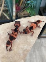 869B0697-9A16-4736-B221-4F1D835BCD79.jpeg