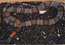 JUno smith f1 sire 2018 - 1.jpg